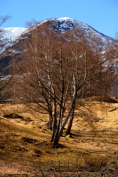 Herbstfarben in flam — Stockfoto