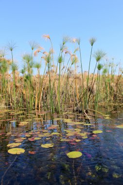 su okavango Deltası ve manzara 