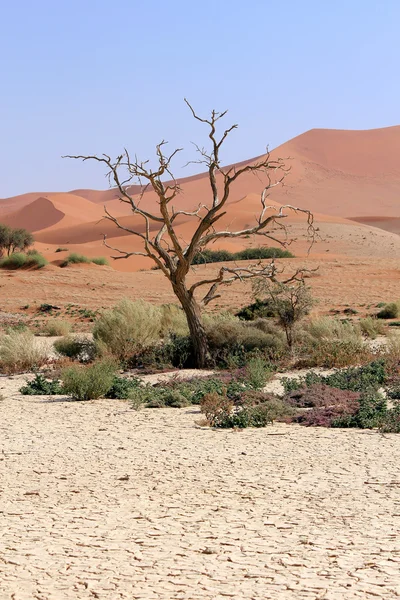 SOSSUSVLEI duinen landschap in de nanib woestijn in de buurt van sesriem — Stockfoto