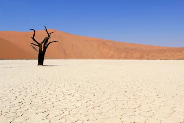 Sossusvlei mrtvé údolí krajina v nanib poušti poblíž sesrie — Stock fotografie