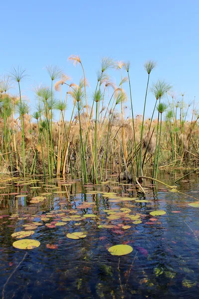 Okavango Delta water and "Cyperus papyrus" plant landscape. — Stock Photo, Image