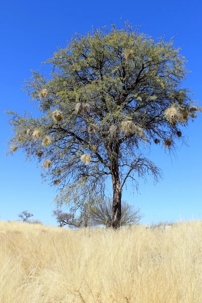 Mus weaver's (Plocepasser mahali) nesten in acacia-boom — Stockfoto