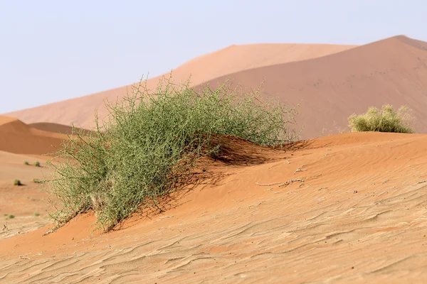 Pianta xerofita (Acanthosicyos horrida) nella sabbia Namib Dese — Foto Stock