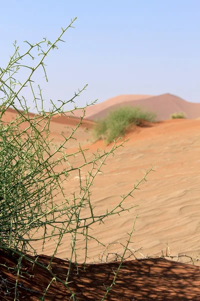 Xerophytic plant (Acanthosicyos horrida) in the sandy Namib Dese — Stock Photo, Image