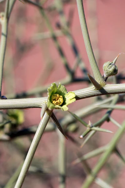 Xerophytic plant (Acanthosicyos horrida) in de zanderige Namib Dese — Stockfoto