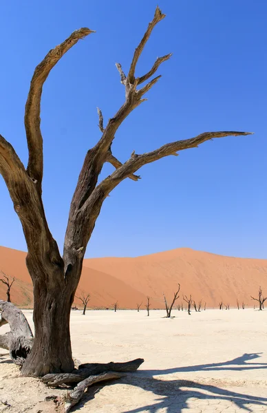 SOSSUSVLEI dode vallei landschap in de nanib woestijn in de buurt van sesrie — Stockfoto