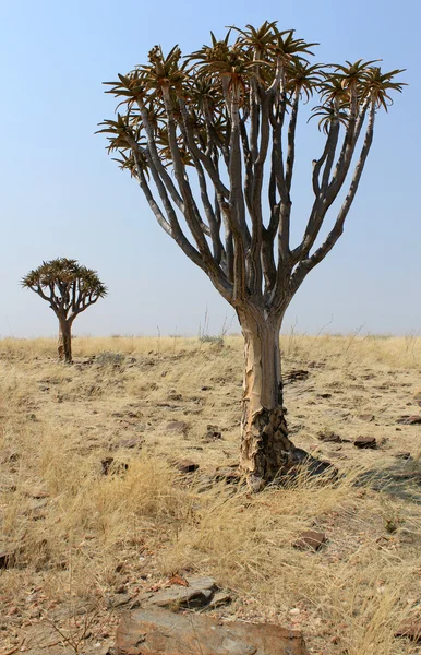 Kołczan drzewo (Kokerboom) w krajobraz pustyni Namib — Zdjęcie stockowe