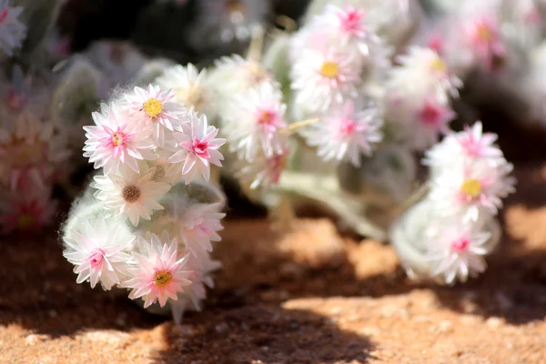 Xerophytic plant in the sandy Namib Desert. — Stock Photo, Image