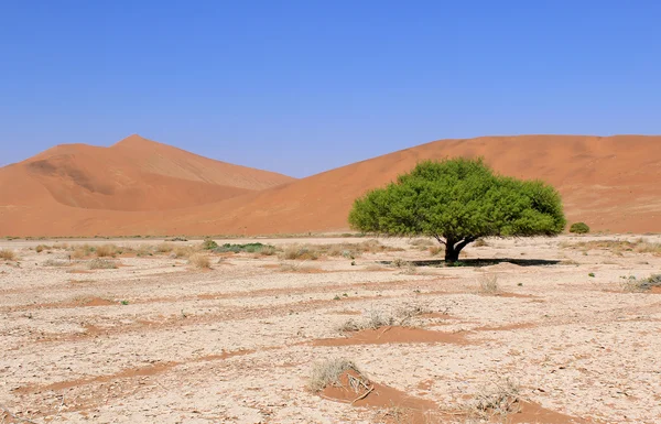 Sossusvlei dune di sabbia paesaggio nel deserto di Nanib vicino a Sesriem — Foto Stock