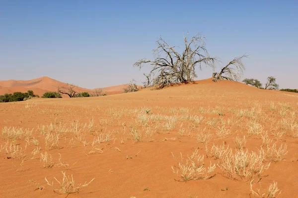 Sossusvlei arena dunas paisaje en el desierto de Nanib cerca de Sesriem —  Fotos de Stock