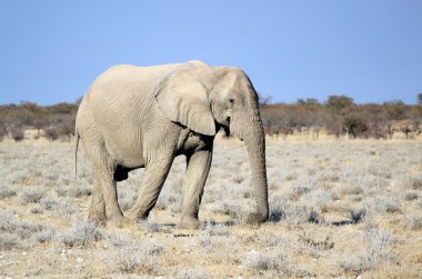 Afrika fili boğa etkin wildlife Reserve