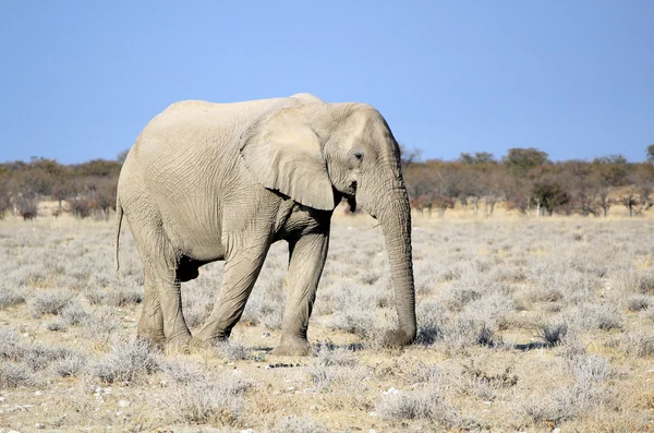 Słoń afrykański byka w etosha rezerwat przyrody — Zdjęcie stockowe