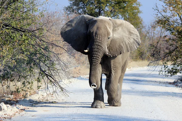 Touro elefante africano na Reserva de Vida Selvagem de Etosha — Fotografia de Stock