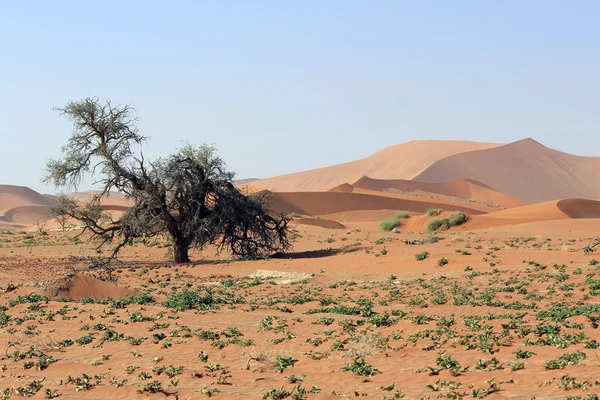 塞斯瑞姆附近的 nanib 沙漠 sossusvlei 沙丘景观 — 图库照片