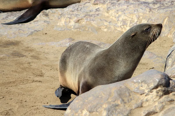 Colônia de focas na Reserva da Cruz do Cabo, costa do Oceano Atlântico — Fotografia de Stock