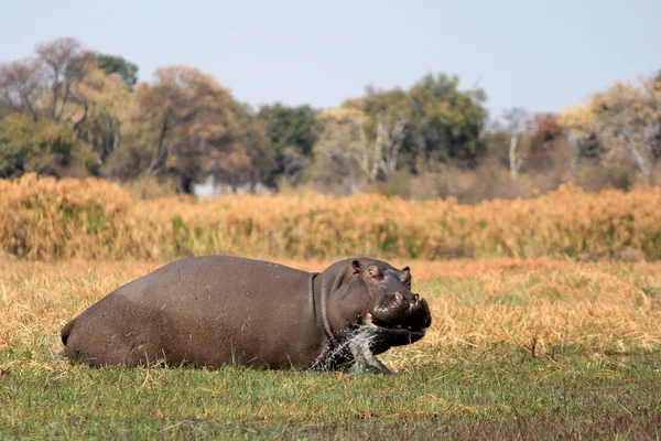 Dziki hipopotam w waterhole, parku gry przez mahango — Zdjęcie stockowe