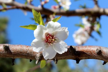 tatlı badem ağacı üzerinde çiçeği (tür: prunus amygdalus, eşanlamlı pr