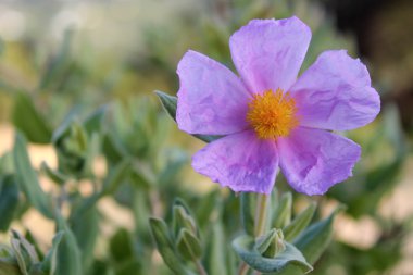 cistus albidus Bloom (kaya gül, gül güneş)
