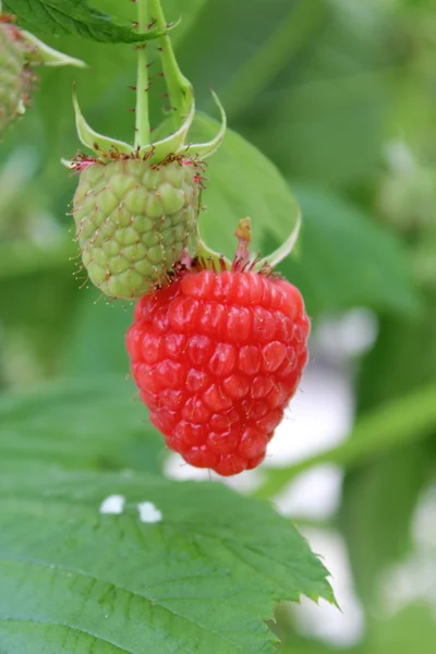 Växande hallon i hydrokultur plantage — Stockfoto