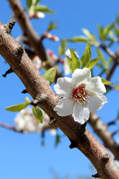 Kwiat na słodkie drzewo migdałowe (gatunek: prunus amygdalus, syn. pr — Zdjęcie stockowe