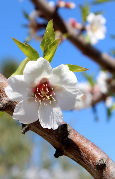 甘いアーモンドの木に咲く花 （種: ちゃかさ pr サクラ属モモ属 — ストック写真