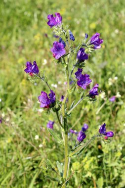 Mor viper's bugloss veya paterson'ın laneti olarak bilinen echium plantagineum