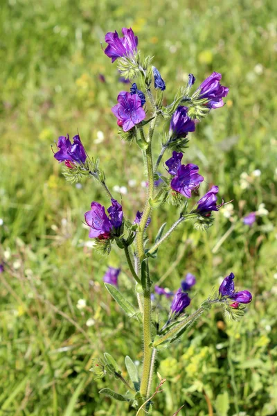 Echium plantagineum, comúnmente conocido como Purple Viper 's Bugloss o Paterson' s Curse —  Fotos de Stock