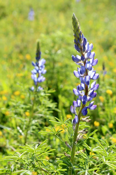 Lupinus angustifolius je druh lupiny, známá v mnoha běžných jmen, včetně úzké listy Lupina úzkolistá. — Stock fotografie