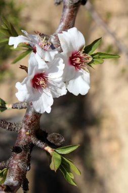 tatlı badem ağacı üzerinde çiçeği (tür: prunus amygdalus, eşanlamlı pr