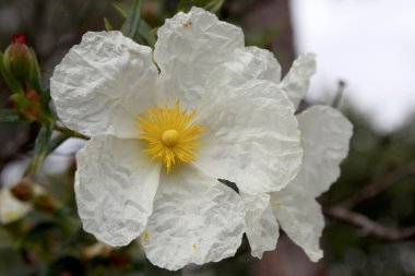 Cistus libanotis