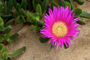 Carpobrotus edulis, a succulent plant, creeping, native to the C clipart