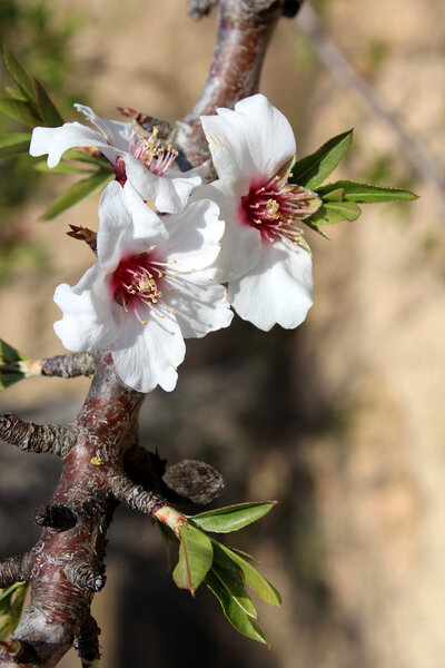 Blossom on sweet almond tree (Species: Prunus amygdalus, syn. Pr