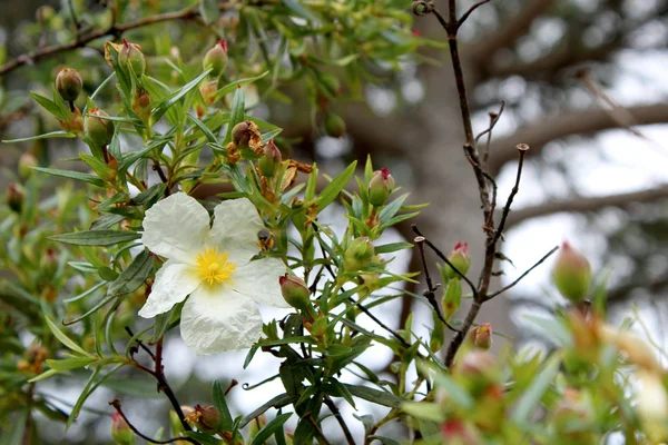 Cistus libanotis — Foto Stock