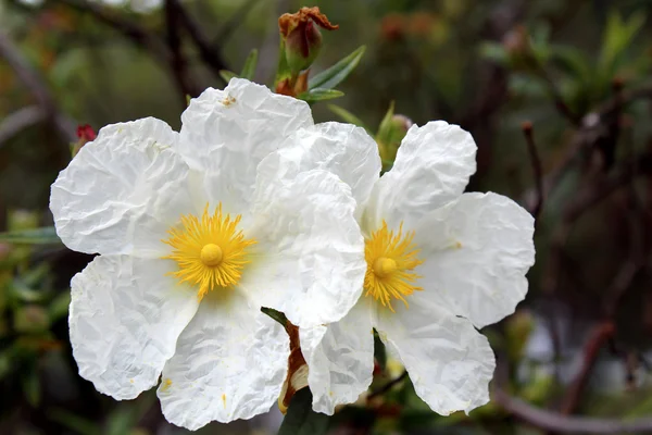 Cistus libanotis — Zdjęcie stockowe