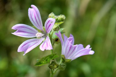 lavatera cretica, ebegümeci, bitki türlerinin fam