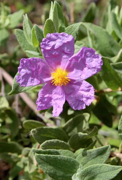 Fioritura di Cistus albidus (Rosa rocciosa, Rosa solare ) — Foto Stock