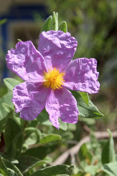 Bloom of Cistus albidus (Rock rose, Sun rose) — Stock Photo, Image