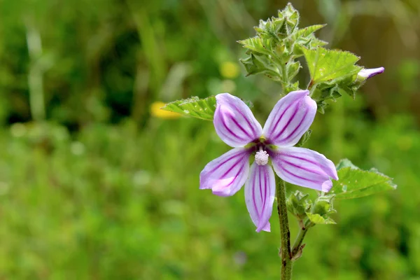 Lavatera cretica, gatunek rośliny w mallow fam — Zdjęcie stockowe