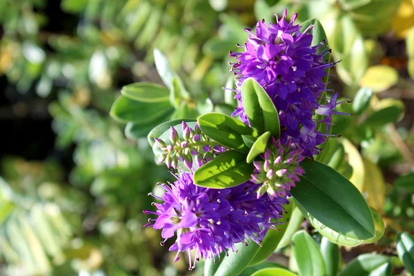 Hebe speciosa. A species of flowering plant in the Plantaginacea — Stock Photo, Image