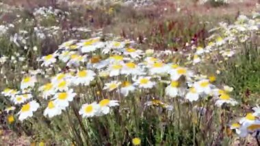 Ria formosa koruma Parkı, whit esen rüzgar çayır çiçekler