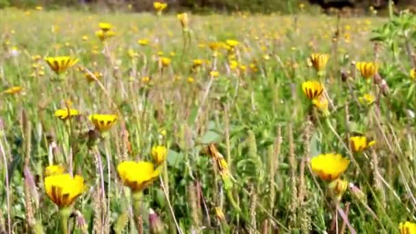 Ria Formosa Conservation Park, meadow flowers blowing whit the wind — Stock Video
