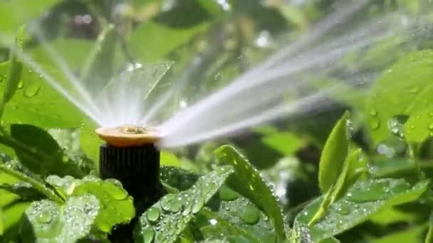 Garden Irrigation Spray system — Stock Video