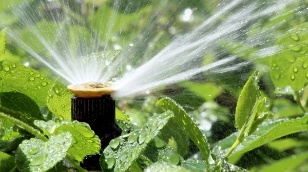 Automatisk trädgård spray bevattningssystem bevattning blomsterrabatt — Stockfoto