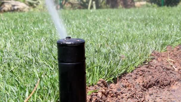 Irrigazione automatica del giardino Spray system irrigazione prato — Video Stock