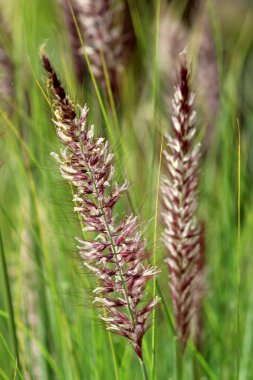 Pennisetum setaceum, a perennial bunch grass clipart