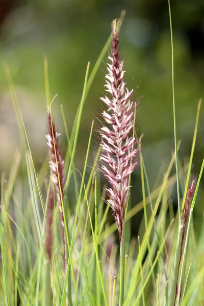 Pennisetum setaceum, monivuotinen nippu ruohoa — kuvapankkivalokuva