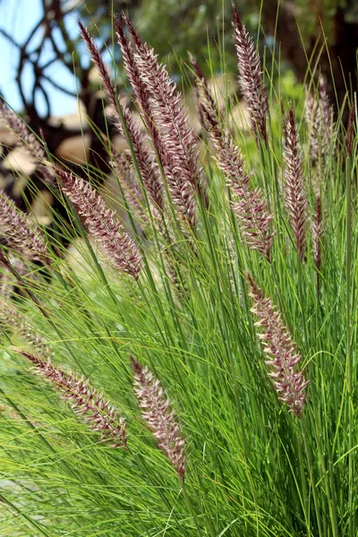 Pennisetum setaceum, una hierba perenne —  Fotos de Stock