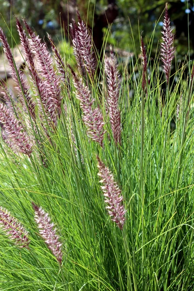 Pennisetum setaceum, a perennial bunch grass — Stock Photo, Image