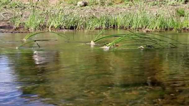 Река пресной воды — стоковое видео