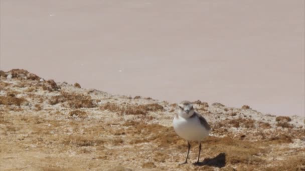 Пісочник морський (charadrius alexandrinus) в Ріа Формоза марш збереження парк (Португалія). — стокове відео